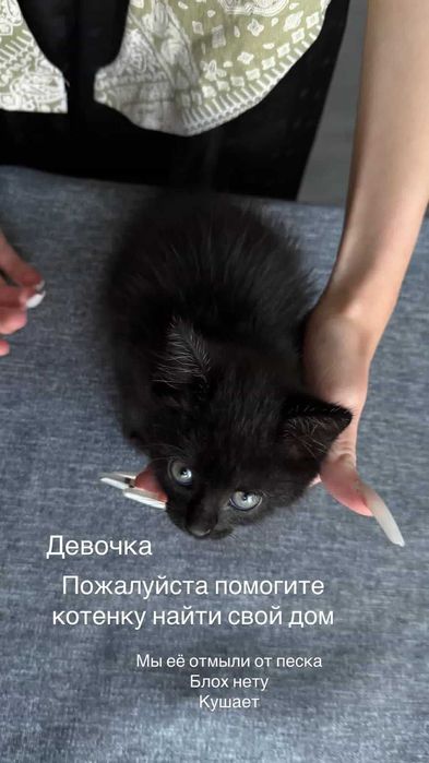 Подкинули котенка (девочка). Нужен дом!