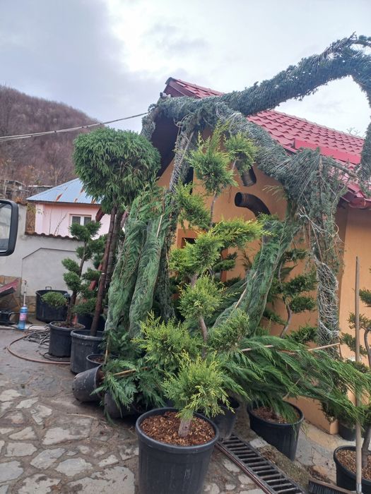 Plante ornamentale pentru o grădină de vis