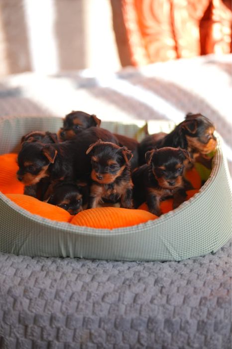 Щенки Йоркширского терьера