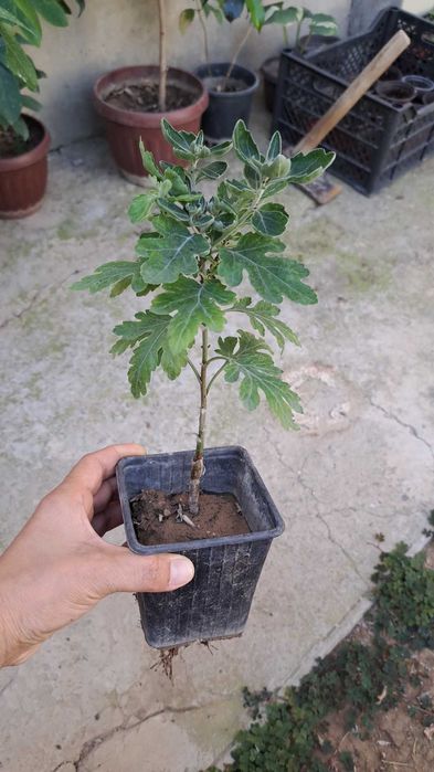 Хризантема жёлтого цвета