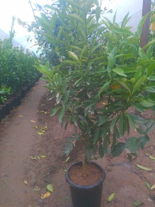 Лимон мандарин лимон