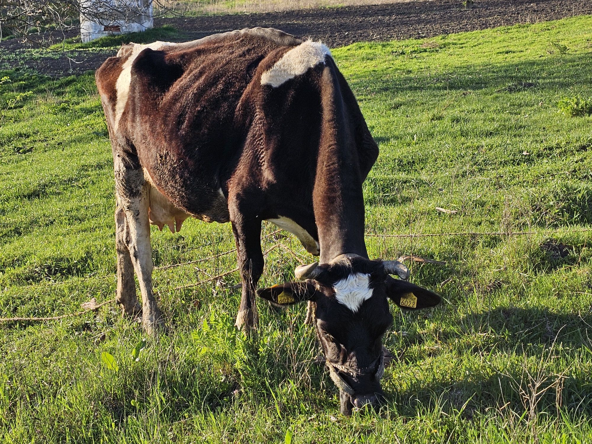 Vând vaca gestanta