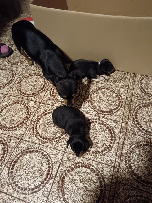 Продавам  Мини пинчери