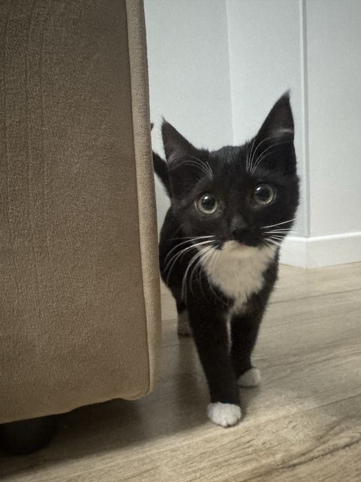 Девочка  3 месяца ,ищет любящую семью