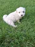 Bichon maltez pui