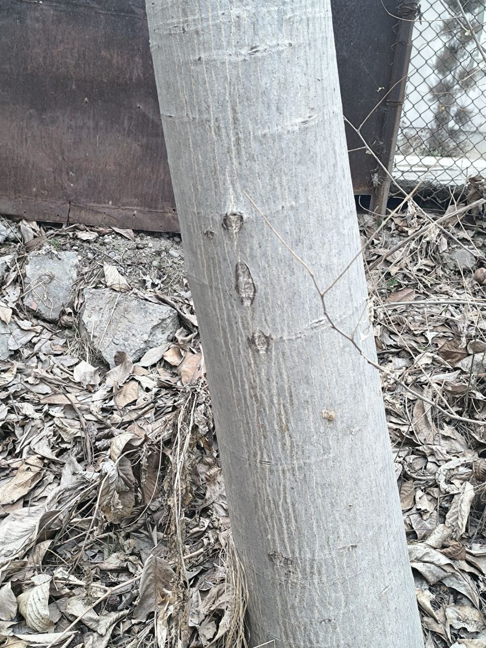 Yongʻoq daraxti 8 ta