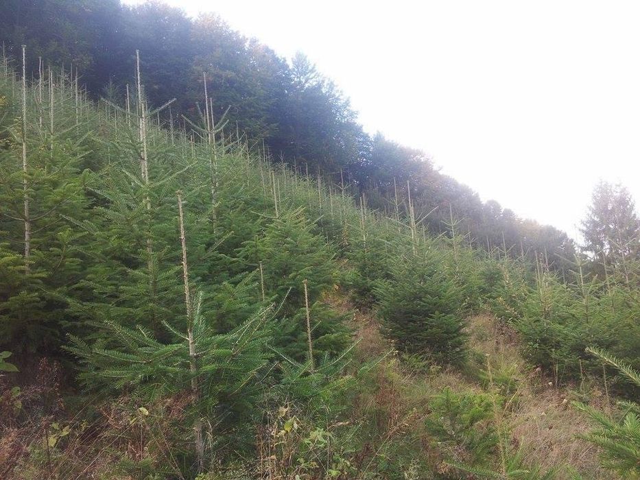 Brazi de craciun din plantatie speciala