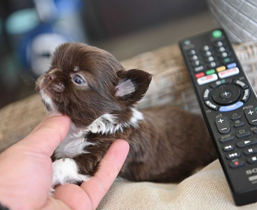 Женско дългокосместо мини чихуахуа шоколадово