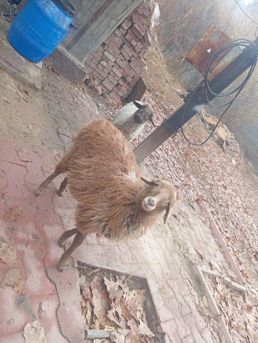 Продам барашек срочно