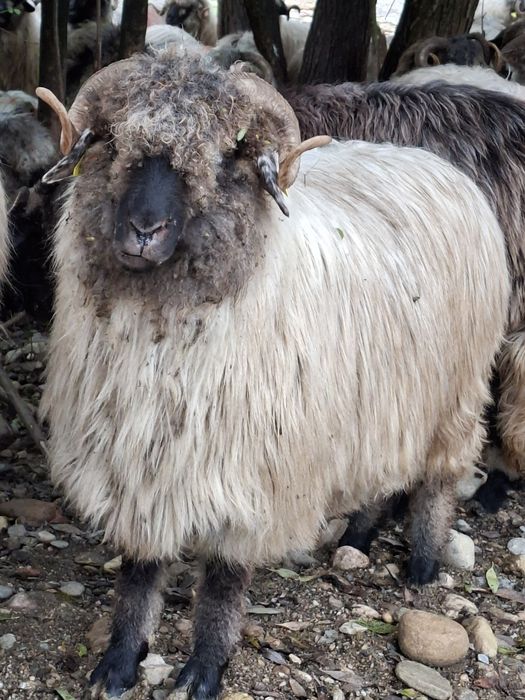 De vânzare 3 strămioare bucalai
