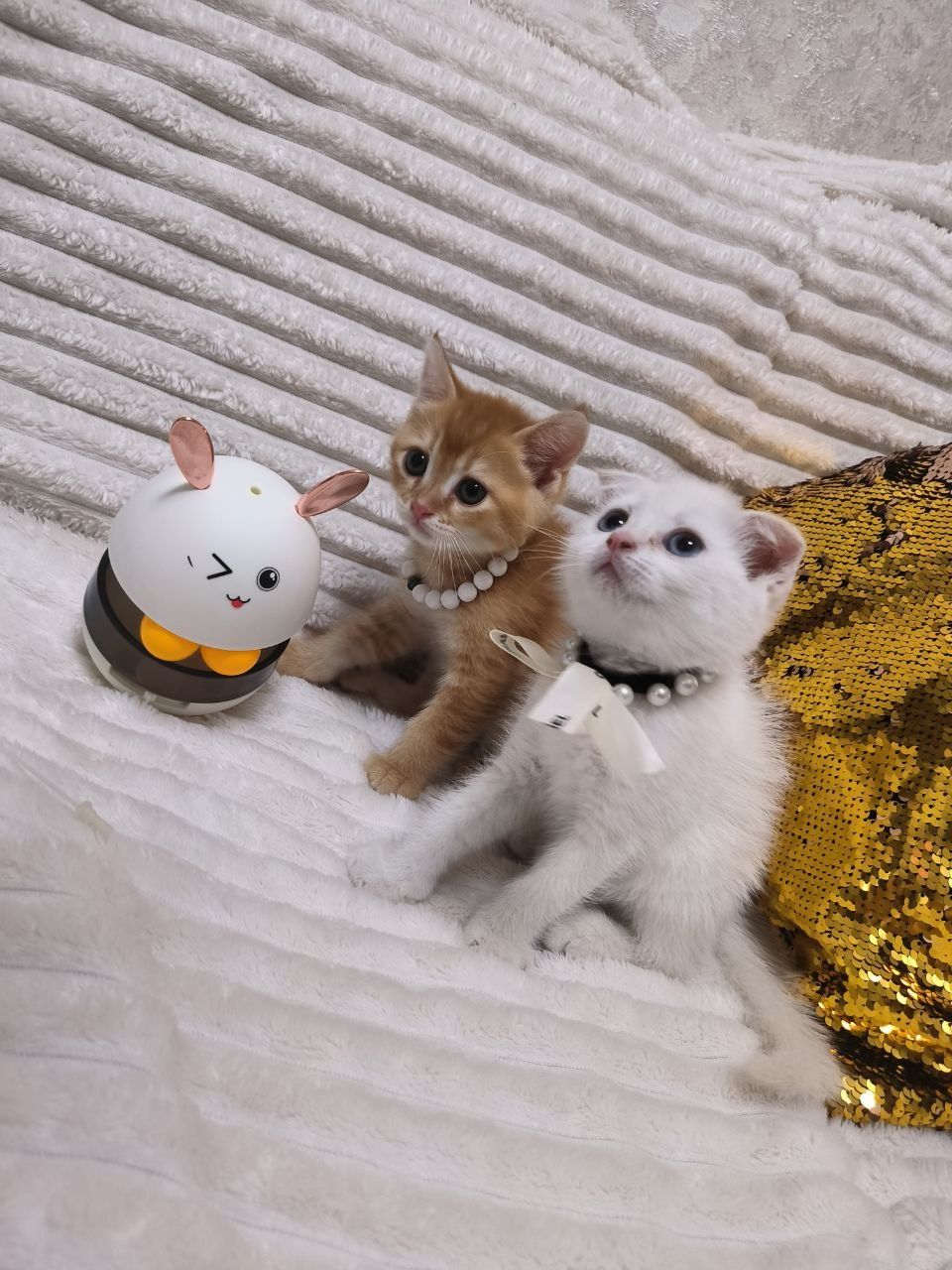 Шикарные котята от правильной вязки