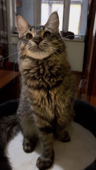 Продается котенок Мейн Кун