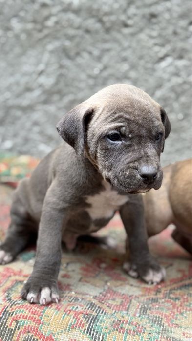 Продается щенки питбуля