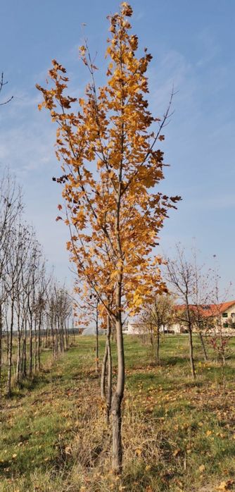 Arborii ornamentali, tei de floare, mesteacăn, frasin, stejar roșu