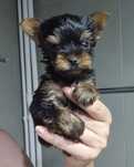 Yorkshire terrier mini toy rasa pura cu pedigree