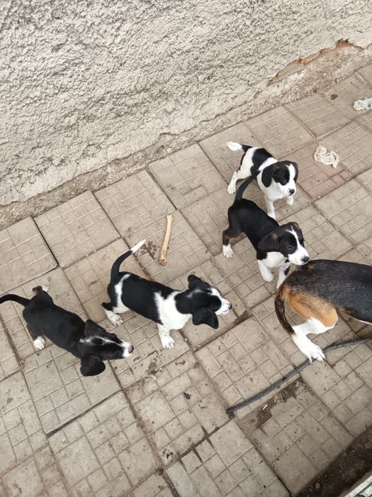 Donez căței cu mama Beagle