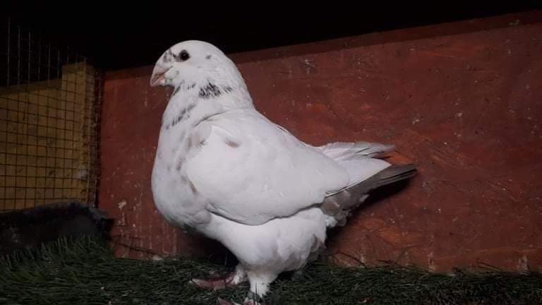 AGH,liberi se dau și la schimb