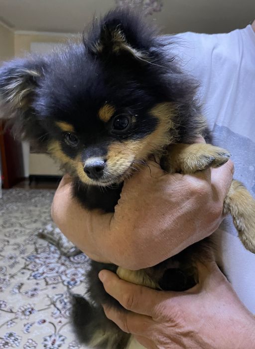 Немецкий шпиц, щенок