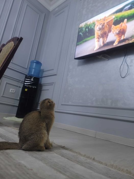 Parodali mushuk ismi Tomyy oyinqaroq orgatilgan