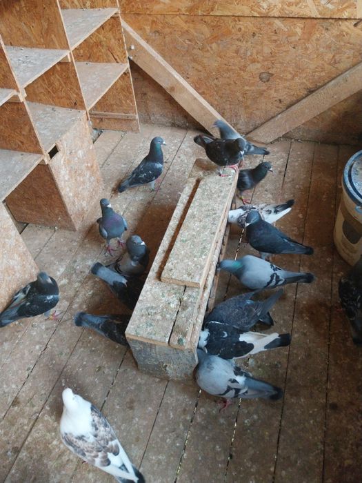 Porumbei voiajori  pui nezburati și maturi