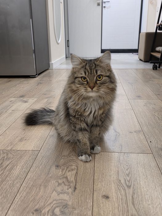 Отдам в добрые  и хорошие руки