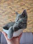 Британски късокосмести котета