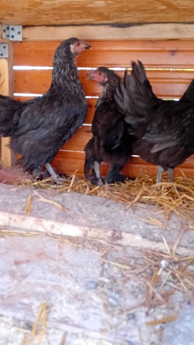 Pui găină cocoșei găini cocoși