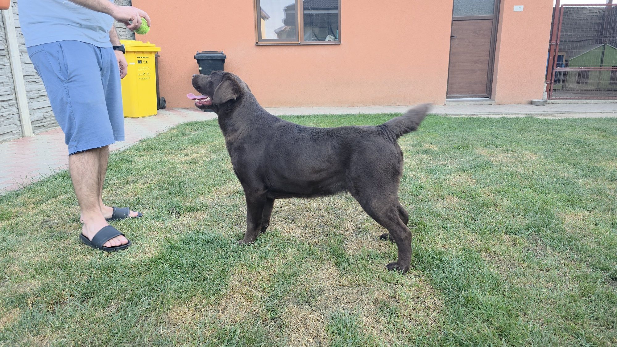 Femela Labrador pedigree FCI Tip A