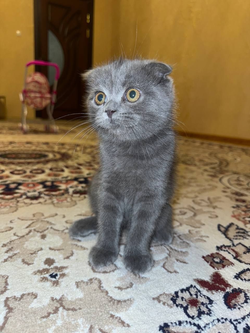 Британский мушук, якнда тугилган