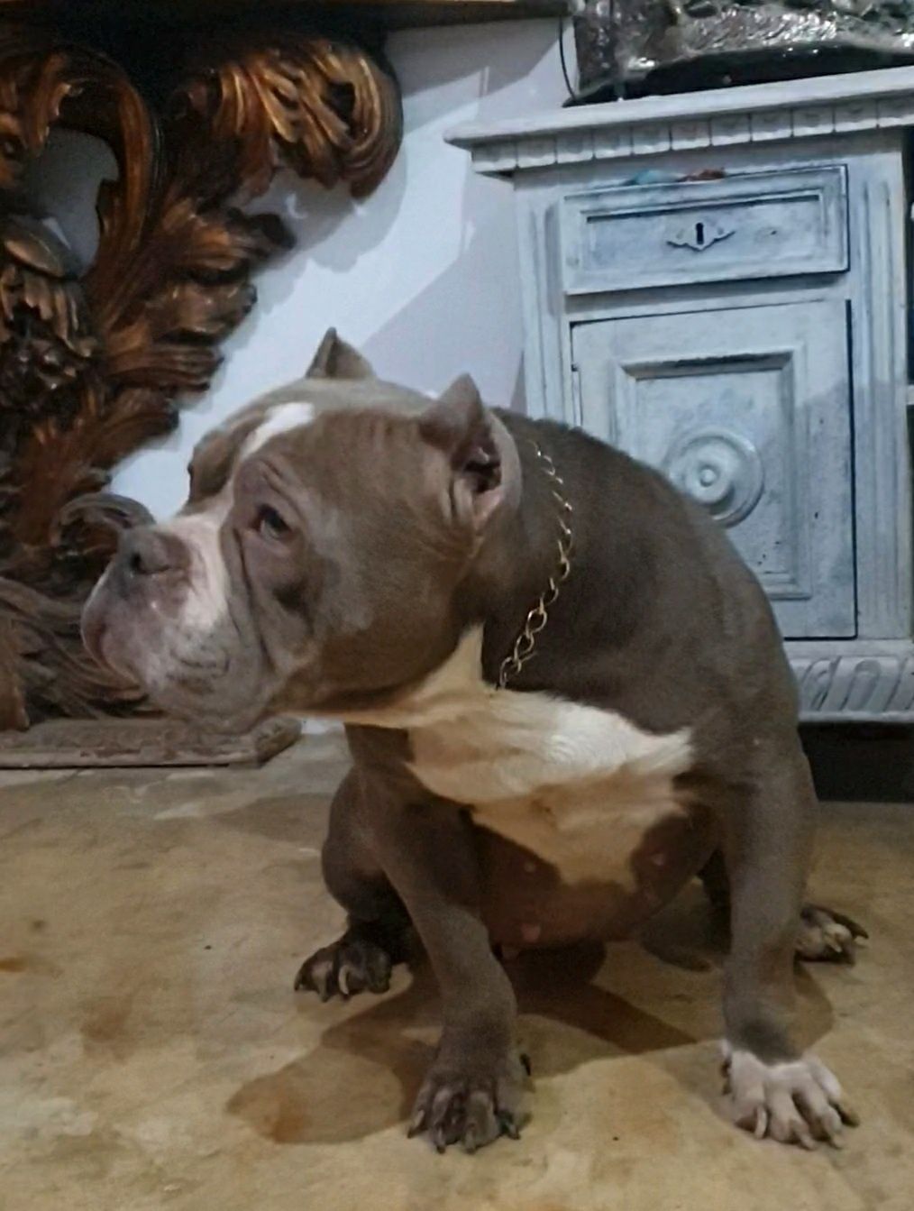 American bully de calitate