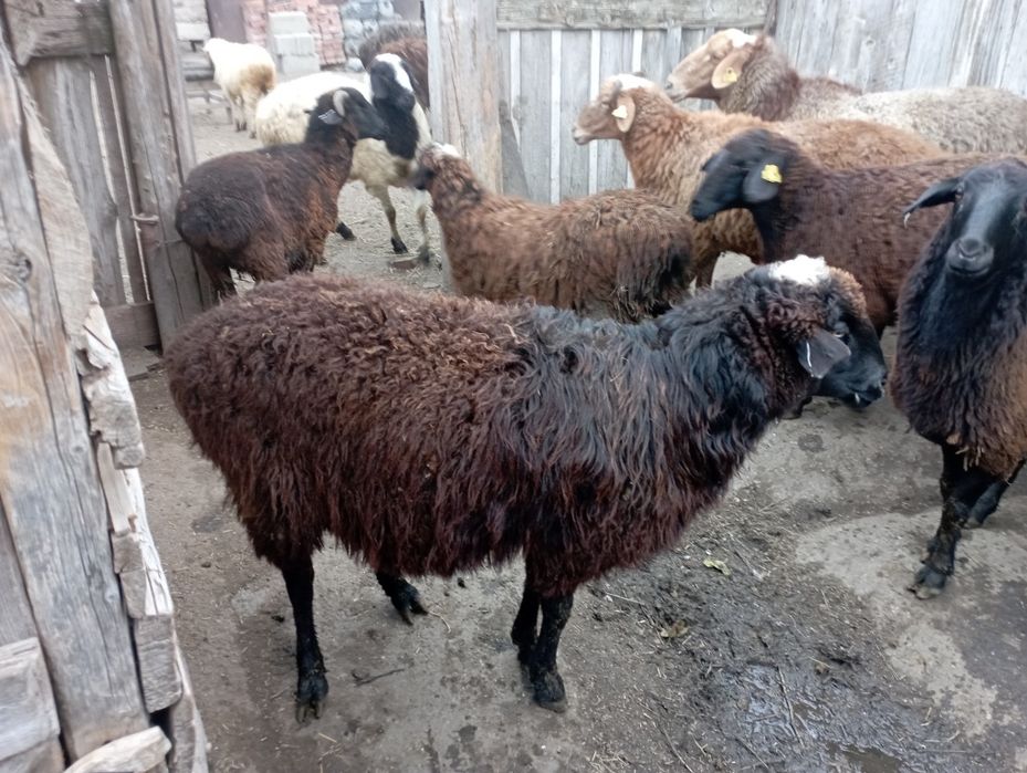 Продам 2 овцематки!