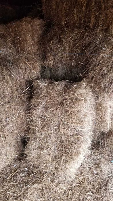 Baloti fan de gradina 2025