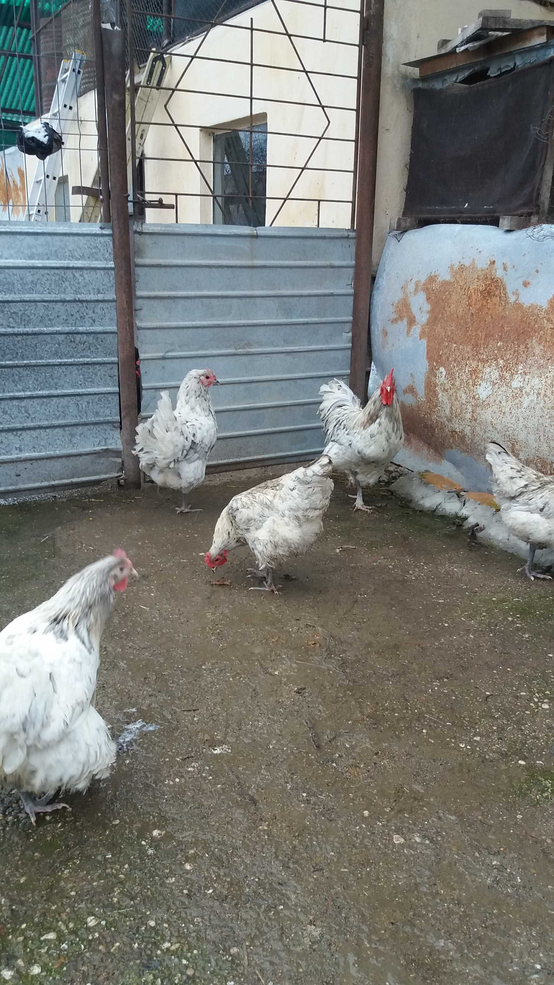 Australorp- pui de o zi (12 lei) si oua pentru incubat (5 lei)