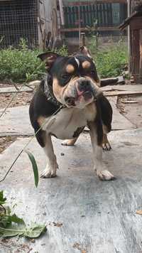 American Bully pocket