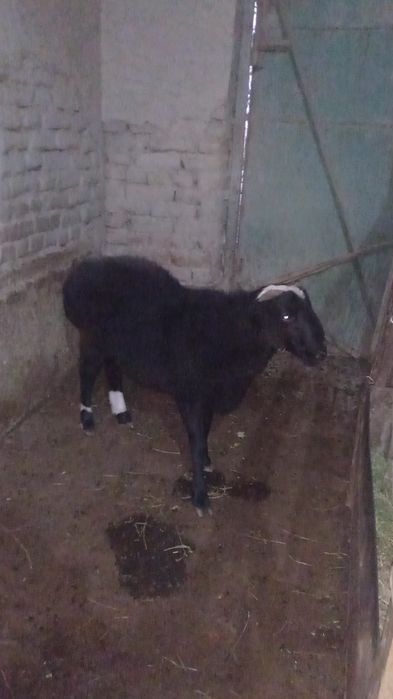 Qazoqi qo'chqor sotiladi uyga boqilgan