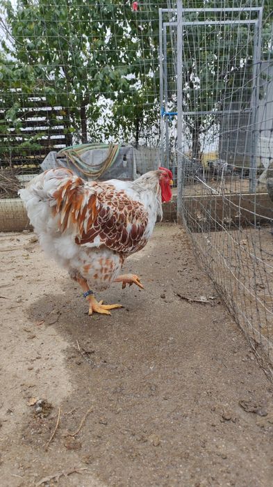 Cocos wyandotte Splash