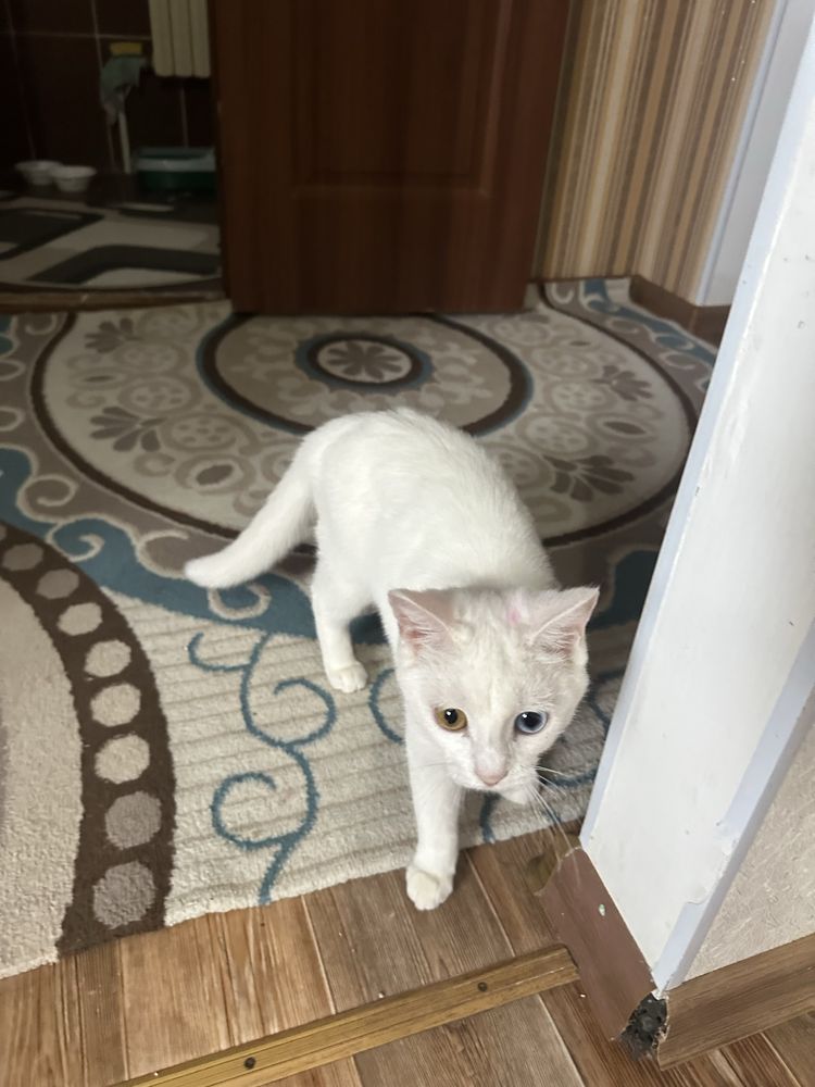 Продам красивых котят им всего пару месяцев