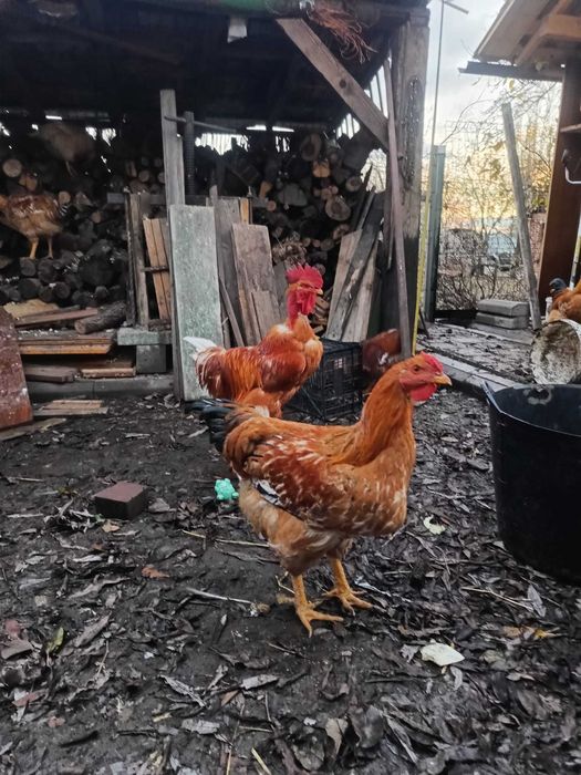 Vând cocos gat golas