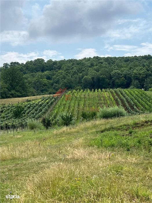 Teren Tomesti 3750MP