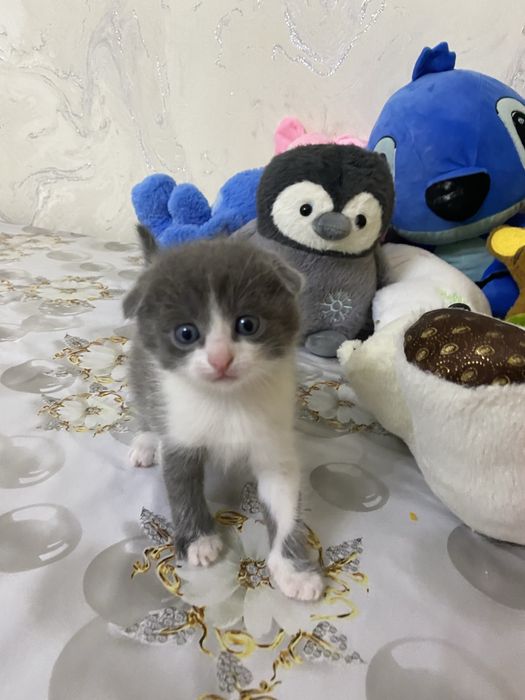 Мушукчалар сотилади вислоухий породали британский