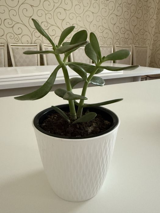 Толстянка комнатное растение