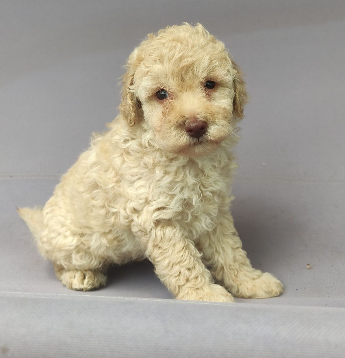 Той пудел / мини пудел /poodle toy