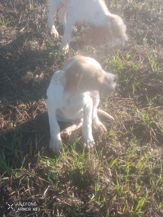 Кучета пойтер ..