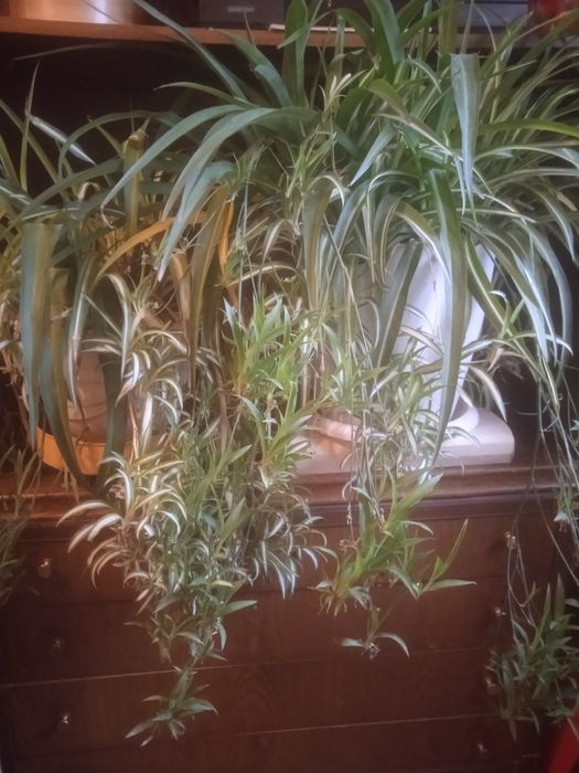 Цветы продам живые