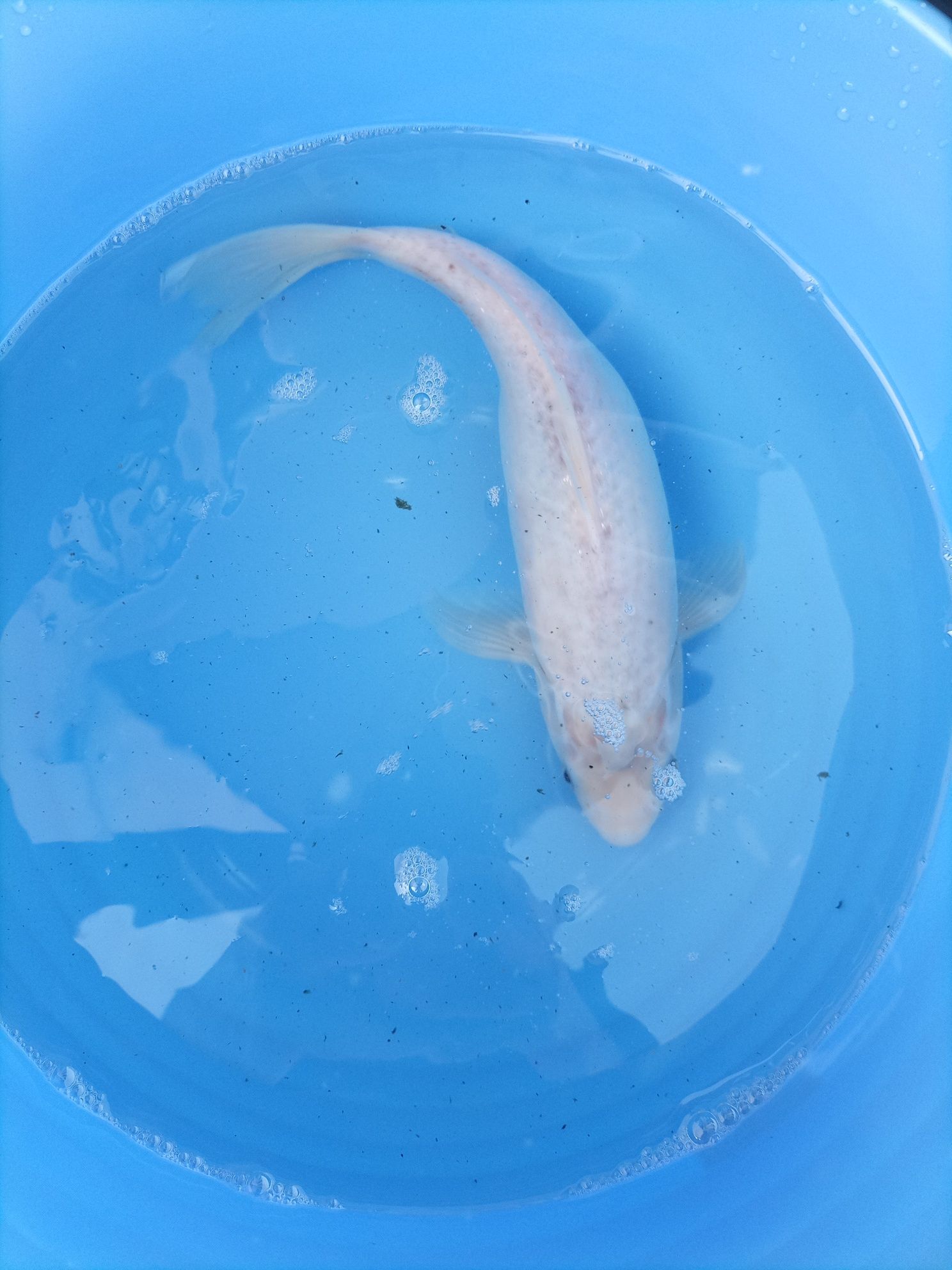 Crapi Koi 30-35cm