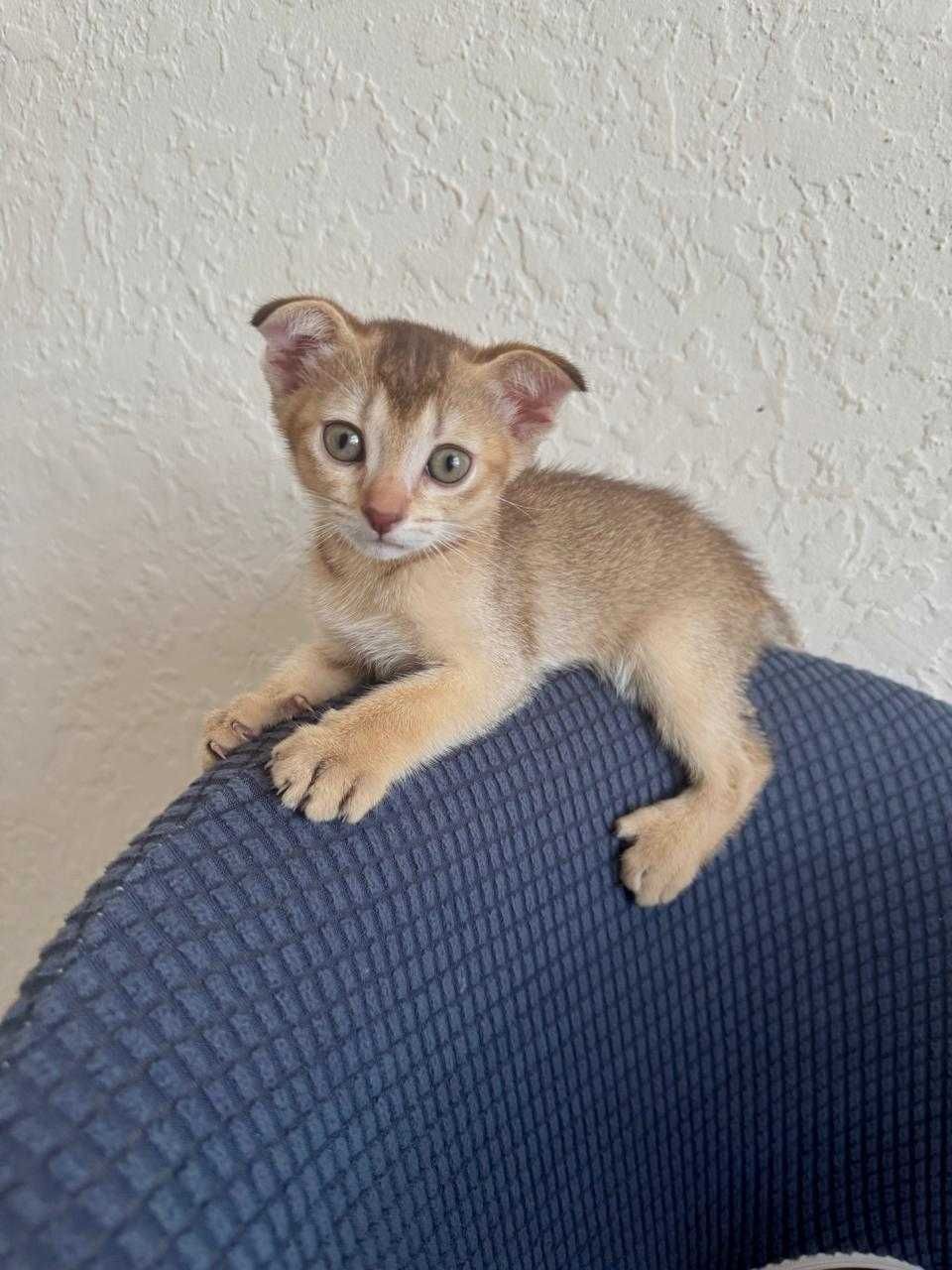 Очаровательные котята