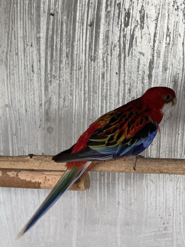 Pereche matura reproducatoare de papagali rosella rubin