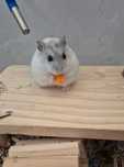 DONEZ HAMSTER 

     Caut familii iubitoare pentru  hamster juc