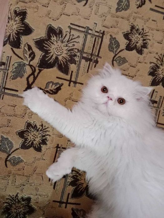 Персидский БЕЛЫЙ кот на вязку