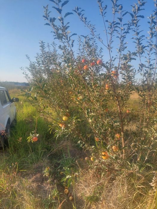 Сад Болеке высше Винзавода